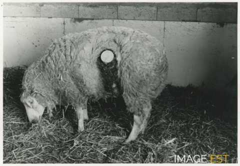 Expérimentation animale (Champenoux)