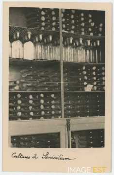 Culture de penicilium