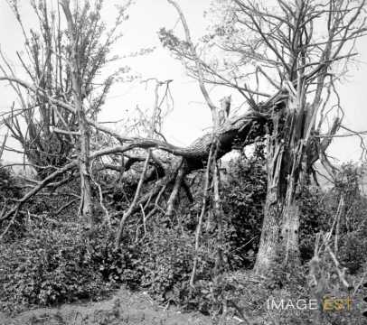 Au bois Belleau (Aisne)