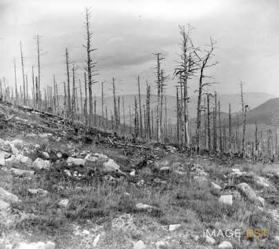 Arbres calcinés  (Haut-Rhin)