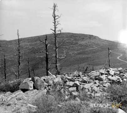 Arbres calcinés  (Haut-Rhin)