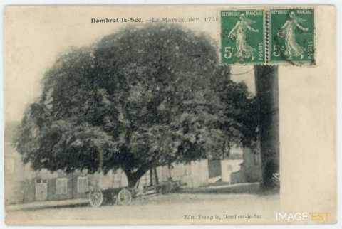 Marronnier de 1748 (Dombrot-le-Sec)