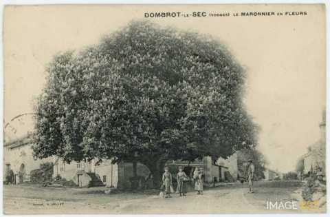 Marronnier de 1748 (Dombrot-le-Sec)