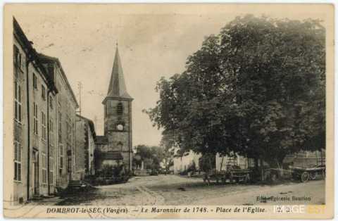 Marronnier de 1748 (Dombrot-le-Sec)