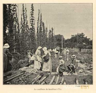 Cueillette du houblon (Vic-sur-Seille)
