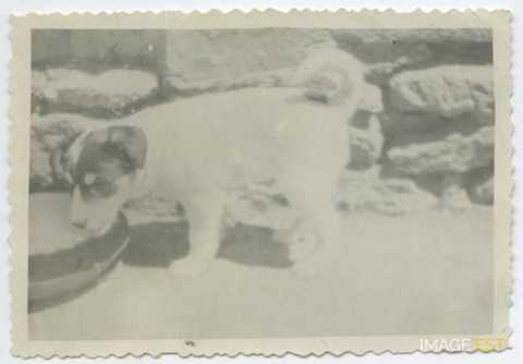 Chien (Rembercourt-sur-Mad)