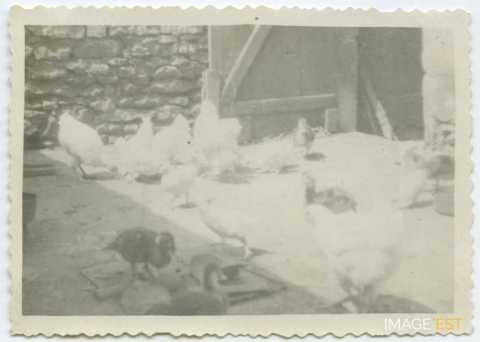 Poulaillier (Rembercourt-sur-Mad)