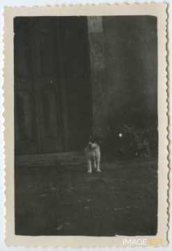 Un petit chien