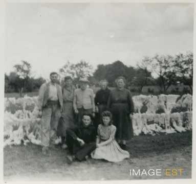 Séchage de la laine des moutons (La Chapelle-aux-Bois)