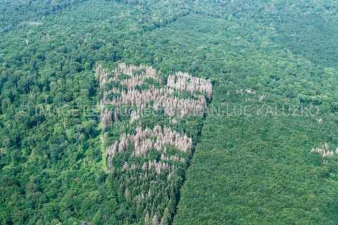 Forêt (Meuse)