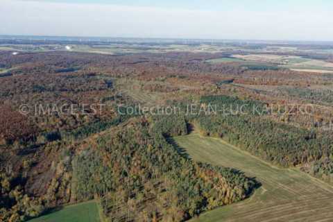 Bois (Senoncourt-les-Maujouy)