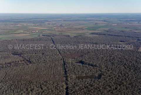 Forêt Domaniale de la Reine (Meurthe-et-Moselle)
