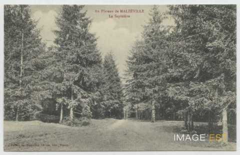 La sapinière (plateau de Malzéville)