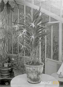 Plante en pot