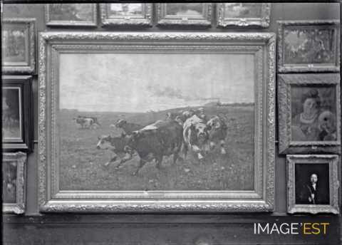 Troupeau de vaches galopantes