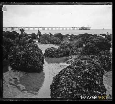 Pêche aux moules (Trouville-sur-Mer)