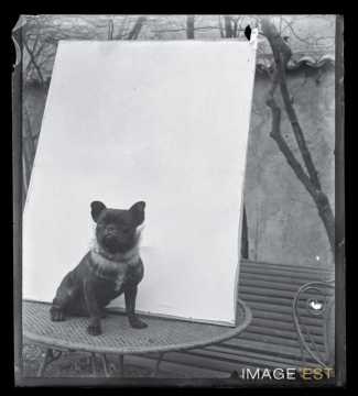 Portrait d'un bouledogue (Nancy)