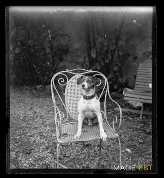 Portrait d'un chien (Nancy)