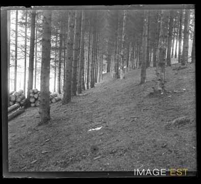 Forêt (Gondreville ?)