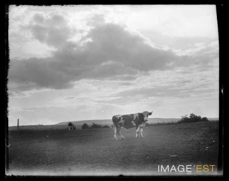 Vaches (Art-sur-Meurthe)