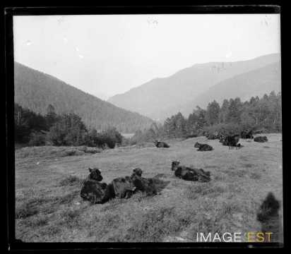 Paysage montagneux (Puy-de-Dôme ?)