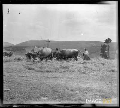 Foulage des blés (Gard)