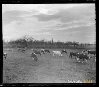Vaches dans un champ