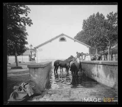 Soin des chevaux (Nancy)