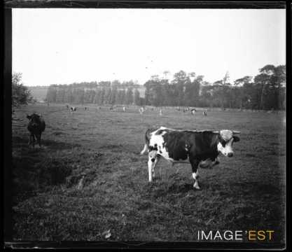 Bovins au pâturage (Seine-Maritime)