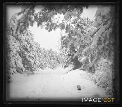 Chien dans une forêt