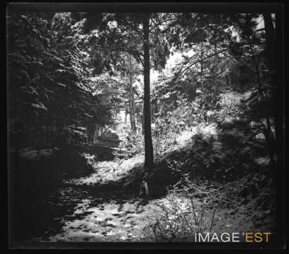 Chien dans une forêt