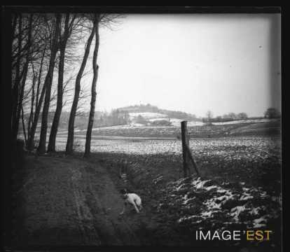 Chien à la lisière d'une forêt