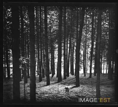 Chien dans une forêt