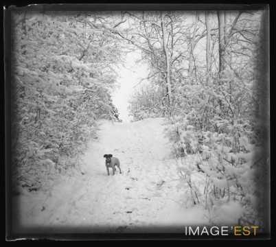 Chien dans une forêt