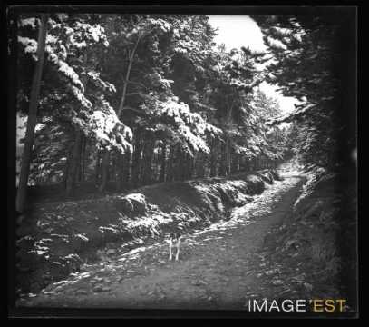 Chien dans une forêt