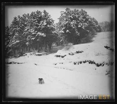 Chien dans une forêt