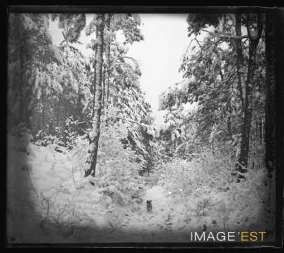 Chien dans une forêt