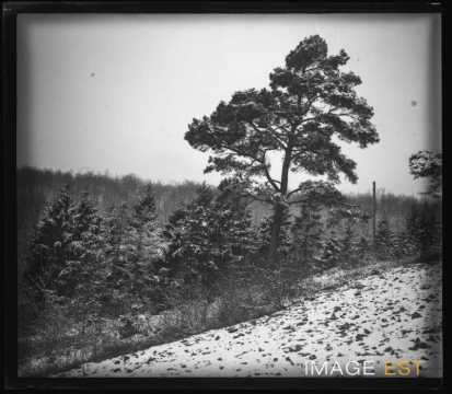 Forêt enneigée
