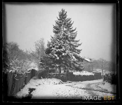 Sapin enneigé