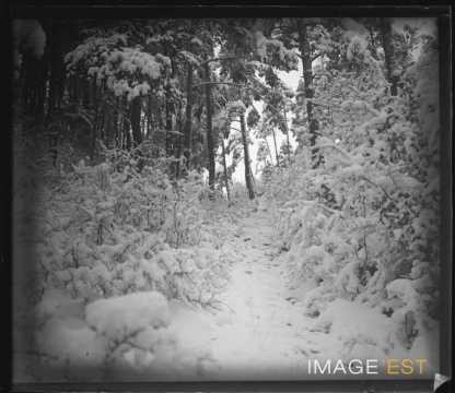 Forêt enneigée