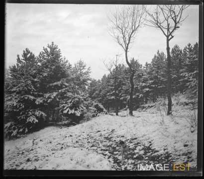 Forêt enneigée