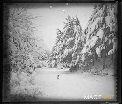 Chien dans une forêt