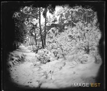 Forêt enneigée