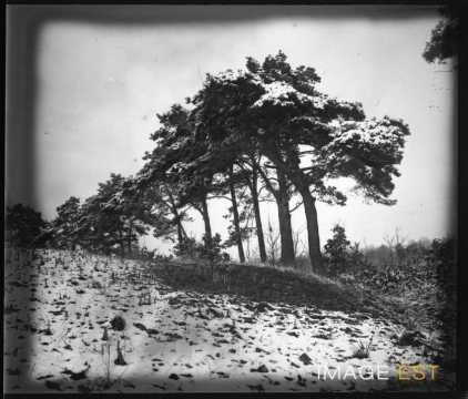 Forêt enneigée