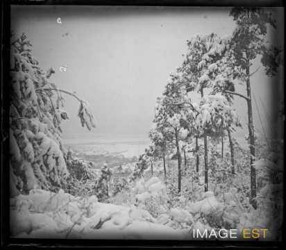 Forêt enneigée
