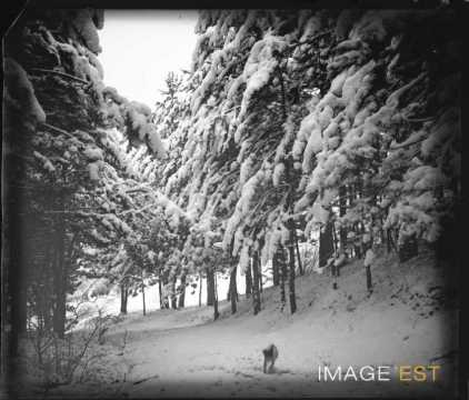 Chien dans une forêt