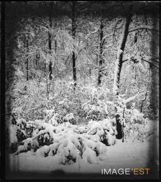 Forêt enneigée
