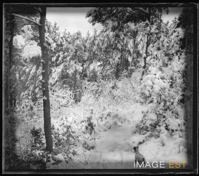 Forêt enneigée
