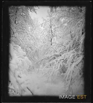 Forêt enneigée