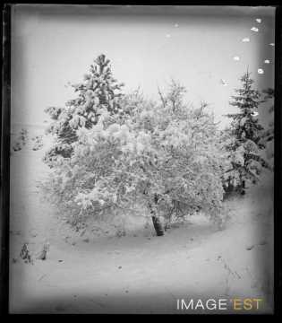 Arbres sous la neige